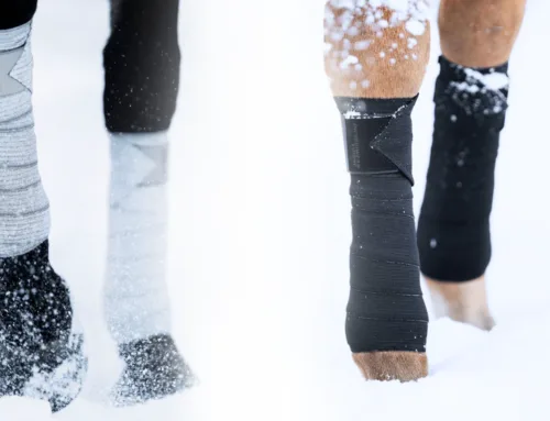 Protecting Your Horse’s Tendons and Ligaments in Cold Weather